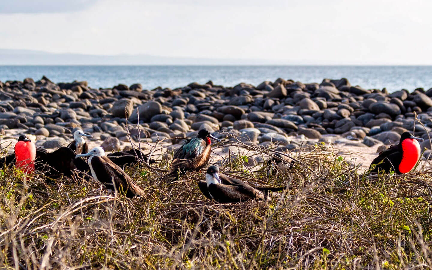 north seymour island - galapagos islands