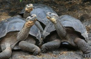top-galapagos-giant-tortoises-1