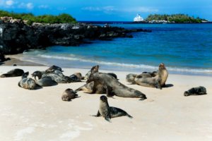 Santa Fe Island Sea lions galapagos