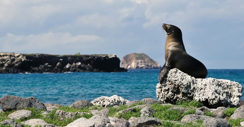 south plaza island sea lion galapagos
