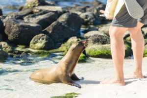 curious-baby-sea-lion mosquera island galapagos