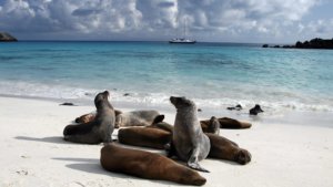 sea-lion-galapagos-island
